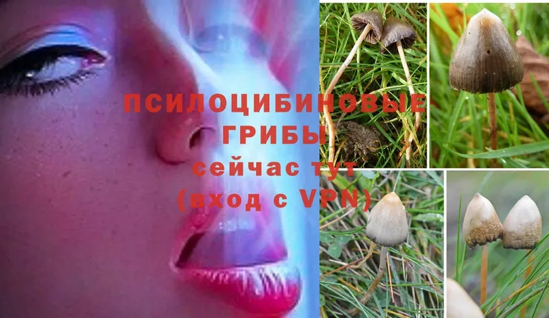 цены   Будённовск  Псилоцибиновые грибы Psilocybine cubensis 